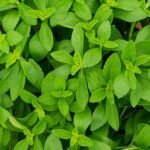 STEVIA